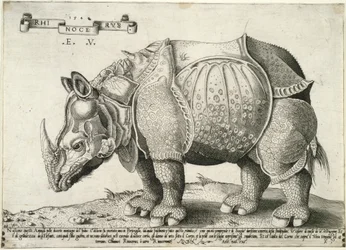 Rhinocéros, 1548